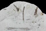 Ediacaran Aged Fossil Worms (Sabellidites) - Estonia #73527-2